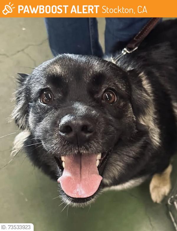 Found/Stray Female Dog last seen County Club/Middlefield, Stockton, CA 95202