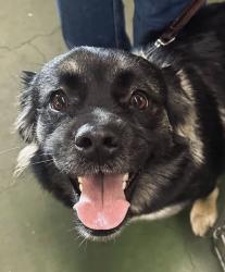 Found/Stray Female Dog last seen County Club/Middlefield, Stockton, CA 95202