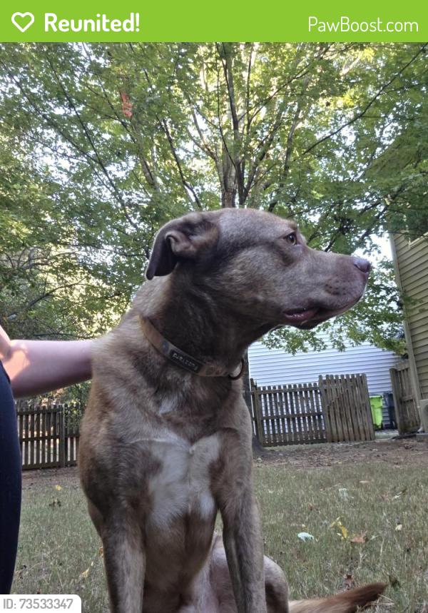 Reunited Male Dog last seen Valley glen drive, Morrisville, NC 27560