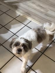 Lost Female Dog last seen Missouri city, Missouri City, TX 77489
