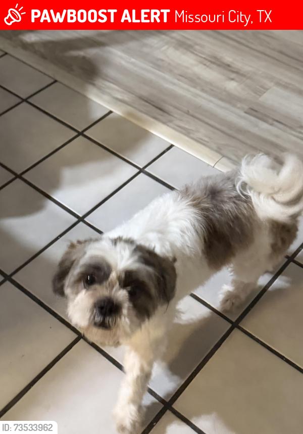 Lost Female Dog last seen Missouri city, Missouri City, TX 77489