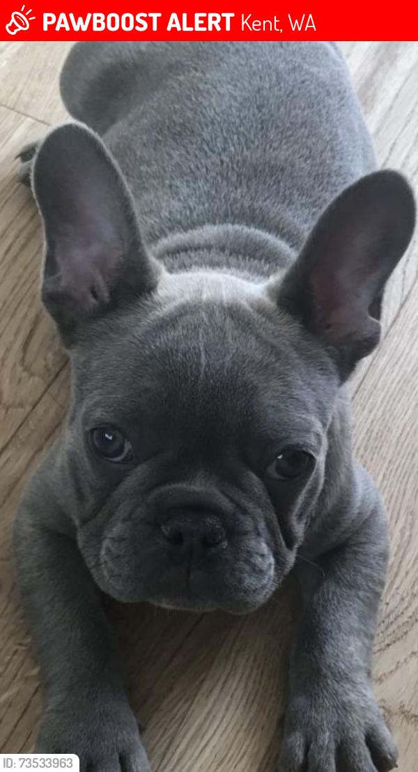 Lost Female Dog last seen Safeway area, Kent, WA 98031