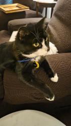 Lost Male Cat last seen Grayson Hwy, Lawrenceville, GA 30045