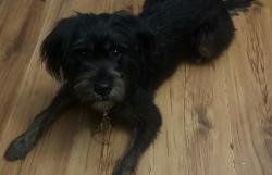 Found/Stray Female Dog last seen Jackson st 57th, Escambia County, FL 32506