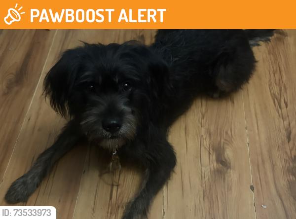 Found/Stray Female Dog last seen Jackson st 57th, Escambia County, FL 32506