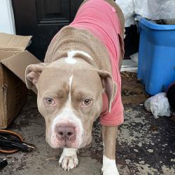 Shelter Stray Female Dog last seen , 980 Guilford College Rd, Greensboro, NC 27409, USA