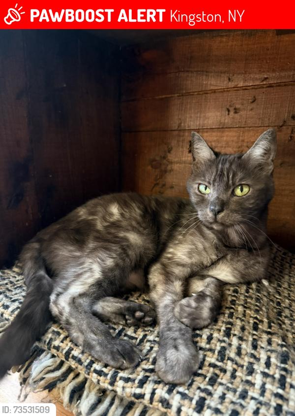 Lost Female Cat last seen Washington and main, Kingston, NY 12401