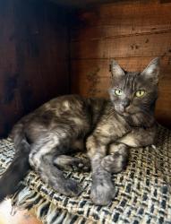 Lost Female Cat last seen Washington and main, Kingston, NY 12401