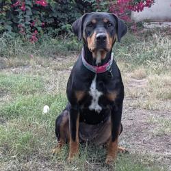 Shelter Stray Female Dog last seen , 361 S Raymond Ave, Pasadena, CA 91105, USA