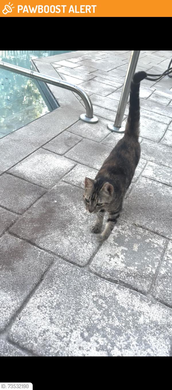 Found/Stray Unknown Cat last seen Belvedere, West Palm Beach, FL 33411