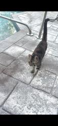 Found/Stray Unknown Cat last seen Belvedere, West Palm Beach, FL 33411