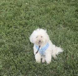 Reunited Female Dog last seen Saint ann, Saint Ann, MO 63074