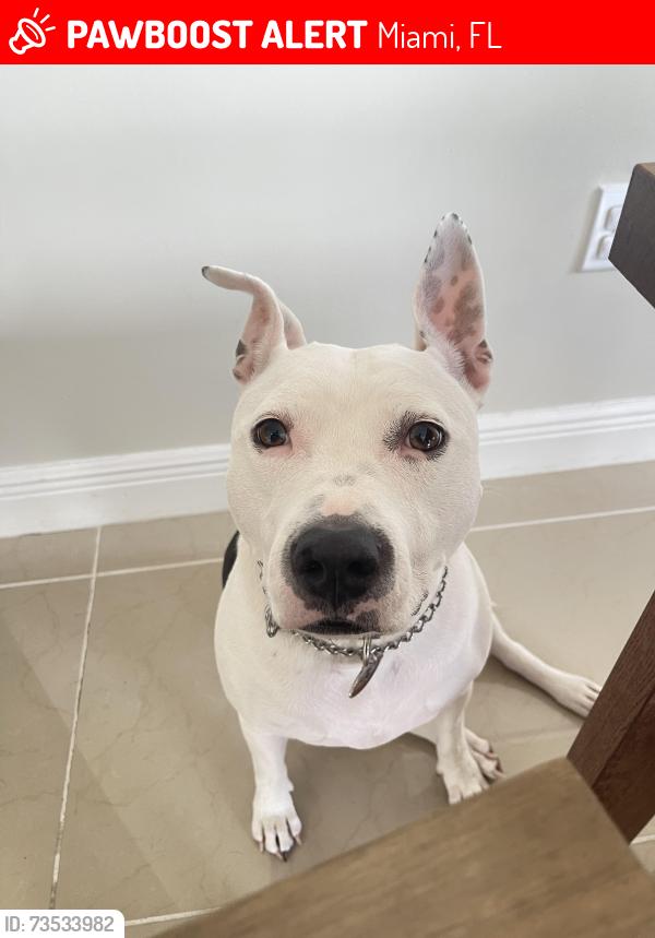 Lost Female Dog last seen Near SW 144th Terrace, Miami, FL 33186