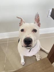Lost Female Dog last seen Near SW 144th Terrace, Miami, FL 33186