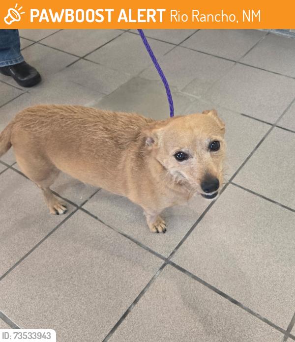 Found/Stray Unknown Dog last seen Near 3441 Northern Blvd NE, Rio Rancho, NM 87124, Rio Rancho, NM 87144