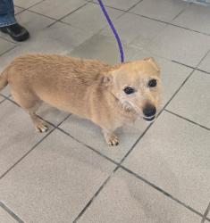 Found/Stray Unknown Dog last seen Near 3441 Northern Blvd NE, Rio Rancho, NM 87124, Rio Rancho, NM 87144
