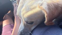 Reunited Male Dog last seen New hipe rd and papel mill rd, Lawrenceville, GA 30046