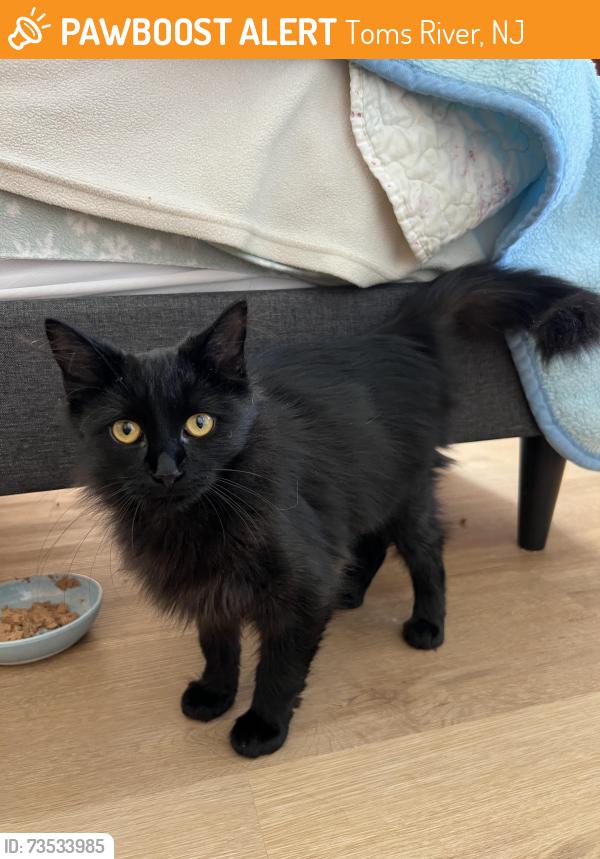 Found/Stray Female Cat last seen We took her inside because the weather has been nasty, Toms River, NJ 08757