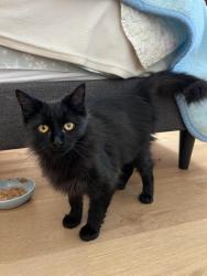Found/Stray Female Cat last seen We took her inside because the weather has been nasty, Toms River, NJ 08757