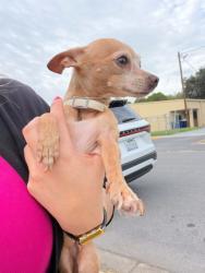 Found/Stray Male Dog last seen Navarro Elememtary, McAllen, McAllen, TX 78501