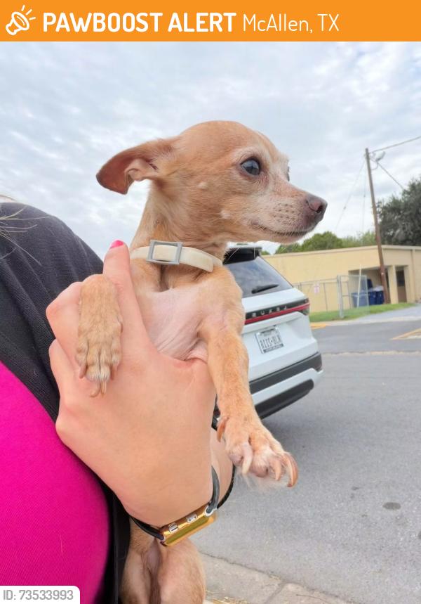 Found/Stray Male Dog last seen Navarro Elememtary, McAllen, McAllen, TX 78501