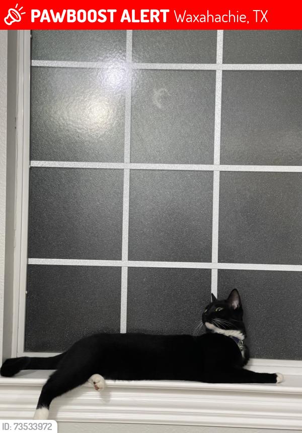 Lost Female Cat last seen April Ln & Broadhead, Waxahachie, TX 75165