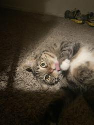 Lost Female Cat last seen Squire St and Raemar Drive, Colorado Springs, CO 80911
