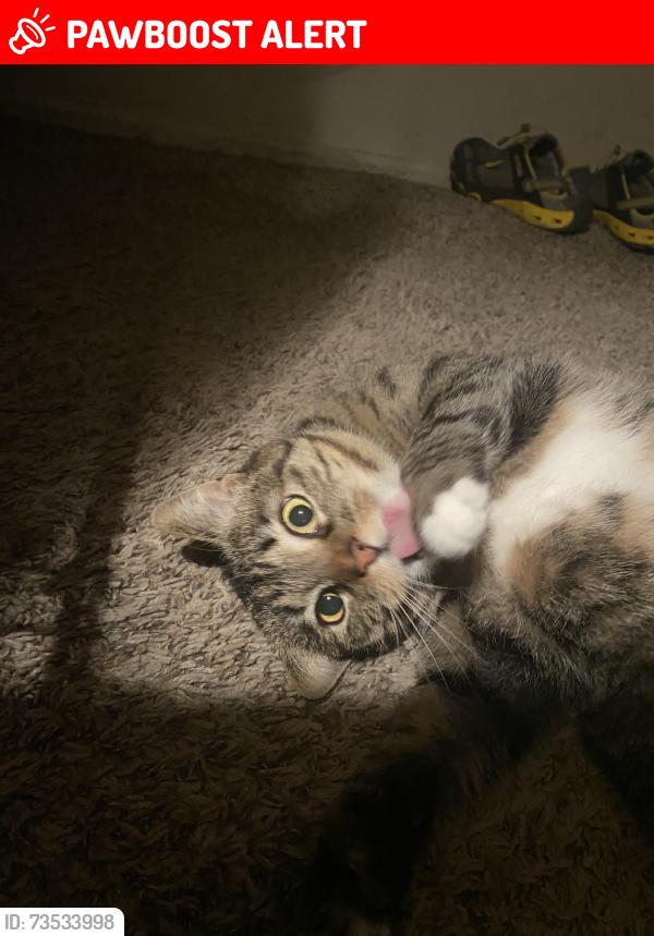 Lost Female Cat last seen Squire St and Raemar Drive, Colorado Springs, CO 80911