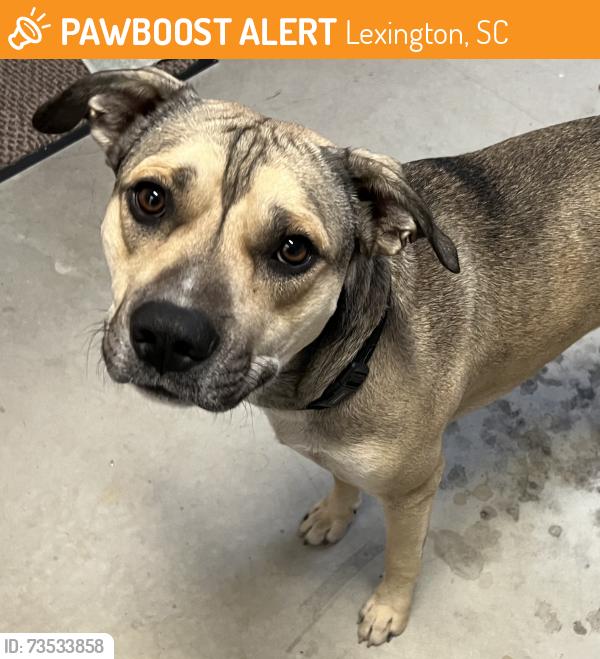Found/Stray Male Dog last seen Robin Woods subdivision, Lexington, SC 29073