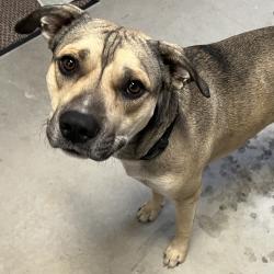 Found/Stray Male Dog last seen Robin Woods subdivision, Lexington, SC 29073