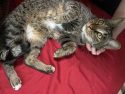 Found/Stray Female Cat last seen Publix by 711 on 301, Riverview, FL 33569