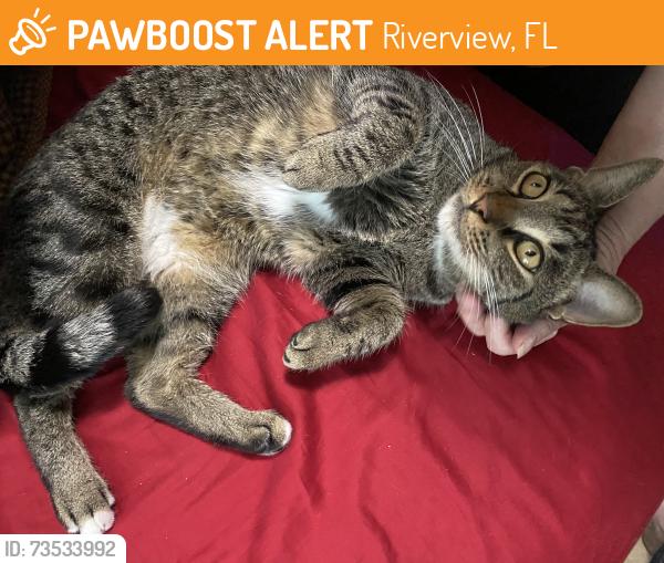 Found/Stray Female Cat last seen Publix by 711 on 301, Riverview, FL 33569