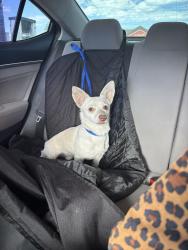 Found/Stray Male Dog last seen Near North Freeway Houston, TX 77090 United States, Houston, TX 77090