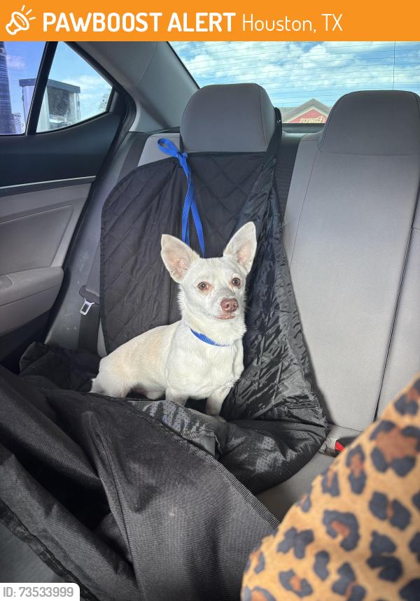 Found/Stray Male Dog last seen Near North Freeway Houston, TX 77090 United States, Houston, TX 77090