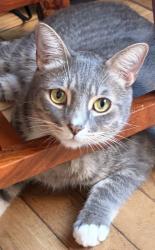 Lost Male Cat last seen Fairfax and Crescent Heights, Los Angeles, CA 90036