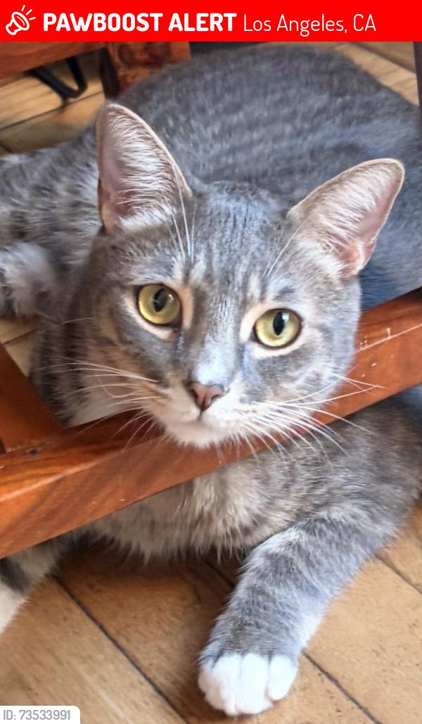 Lost Male Cat last seen Fairfax and Crescent Heights, Los Angeles, CA 90036