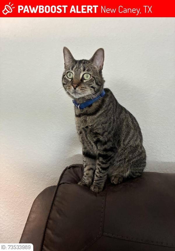 Lost Male Cat last seen Dollar general, New Caney, TX 77357