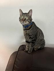 Lost Male Cat last seen Dollar general, New Caney, TX 77357