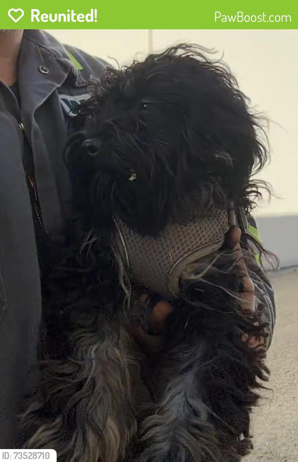 Reunited Unknown Dog last seen Waste Management, 98th avenue, Oakland, Oakland, CA 94603