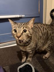 Found/Stray Unknown Cat last seen Stanley street and Perry street, London, ON 