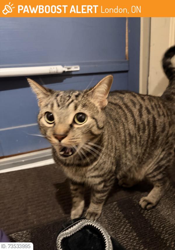 Found/Stray Unknown Cat last seen Stanley street and Perry street, London, ON 