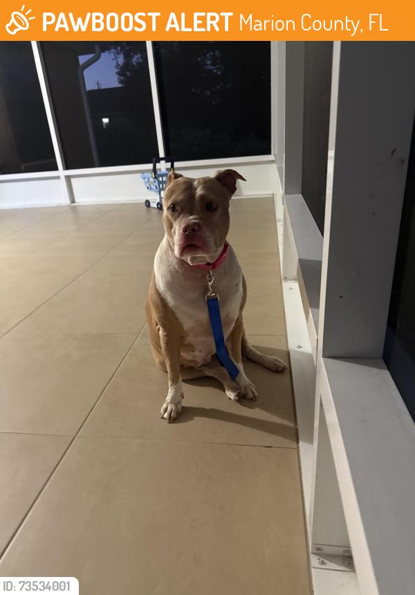 Found/Stray Female Dog last seen Sw 150th st, Marion County, FL 34481