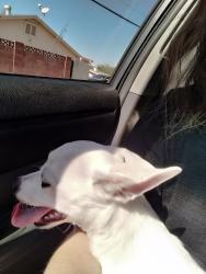 Reunited Male Dog last seen margo and elna rae, Tempe, AZ 85281