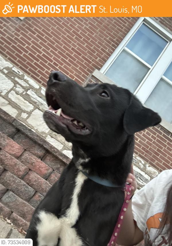 Found/Stray Male Dog last seen Wallace Street, St. Louis, MO 63116