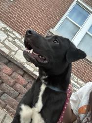 Found/Stray Male Dog last seen Wallace Street, St. Louis, MO 63116