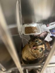 Shelter Stray Female Cat last seen Near W 425 S, Layton, UT 84041, USA, 1422 E 600 N, Fruit Heights, UT 84037, USA