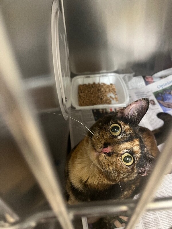 Shelter Stray Female Cat last seen Near W 425 S, Layton, UT 84041, USA, 1422 E 600 N, Fruit Heights, UT 84037, USA
