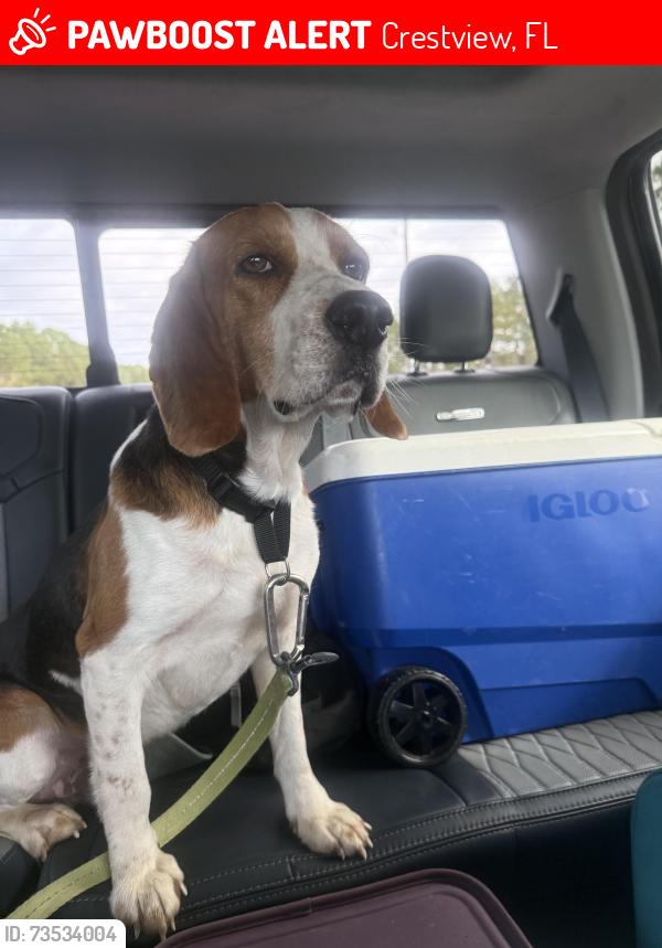 Lost Male Dog last seen Near W James Lee Blvd Crestview, Crestview, FL 32536