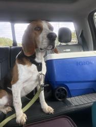 Lost Male Dog last seen Near W James Lee Blvd Crestview, Crestview, FL 32536