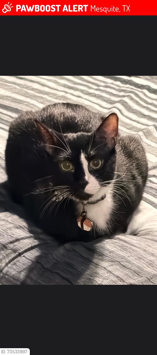 Lost Male Cat last seen Motley and Lawrence Elementary, Mesquite, TX 75150